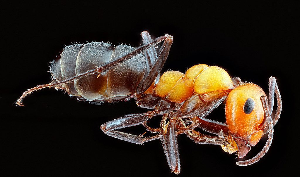 Ant Control service in Marietta, GA