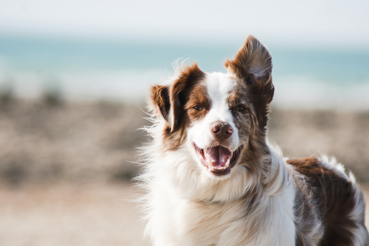 Flea & Tick Control service in Marietta, GA