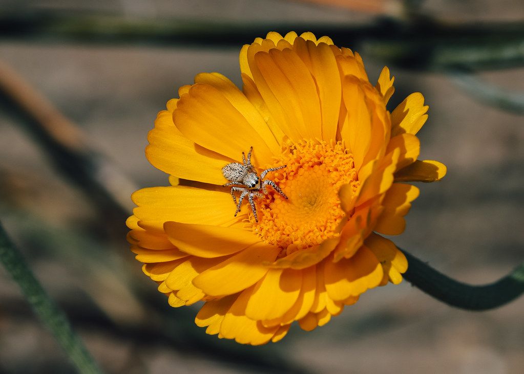 Spider Control service in Marietta, GA